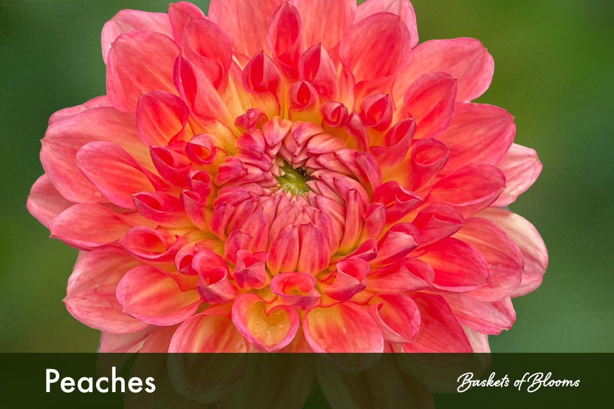 Peaches, dahlia tuber