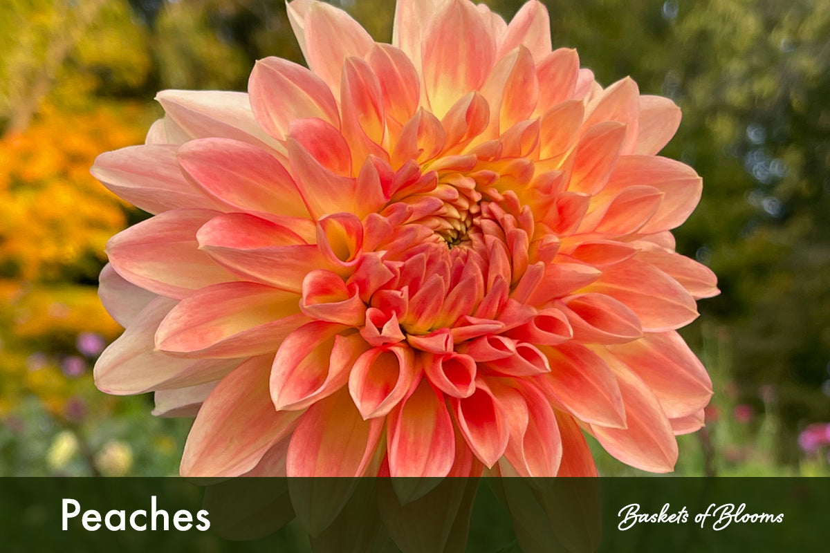 Peaches, dahlia tuber