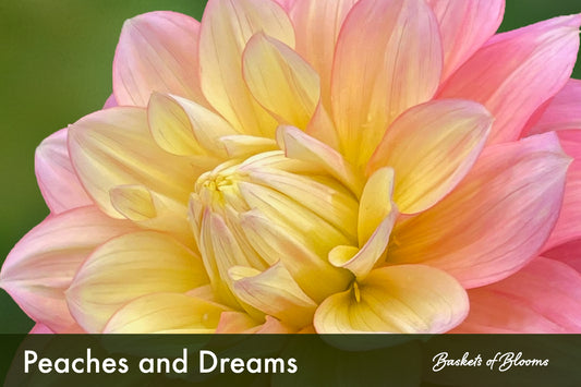 Peaches and Dreams, dahlia tuber