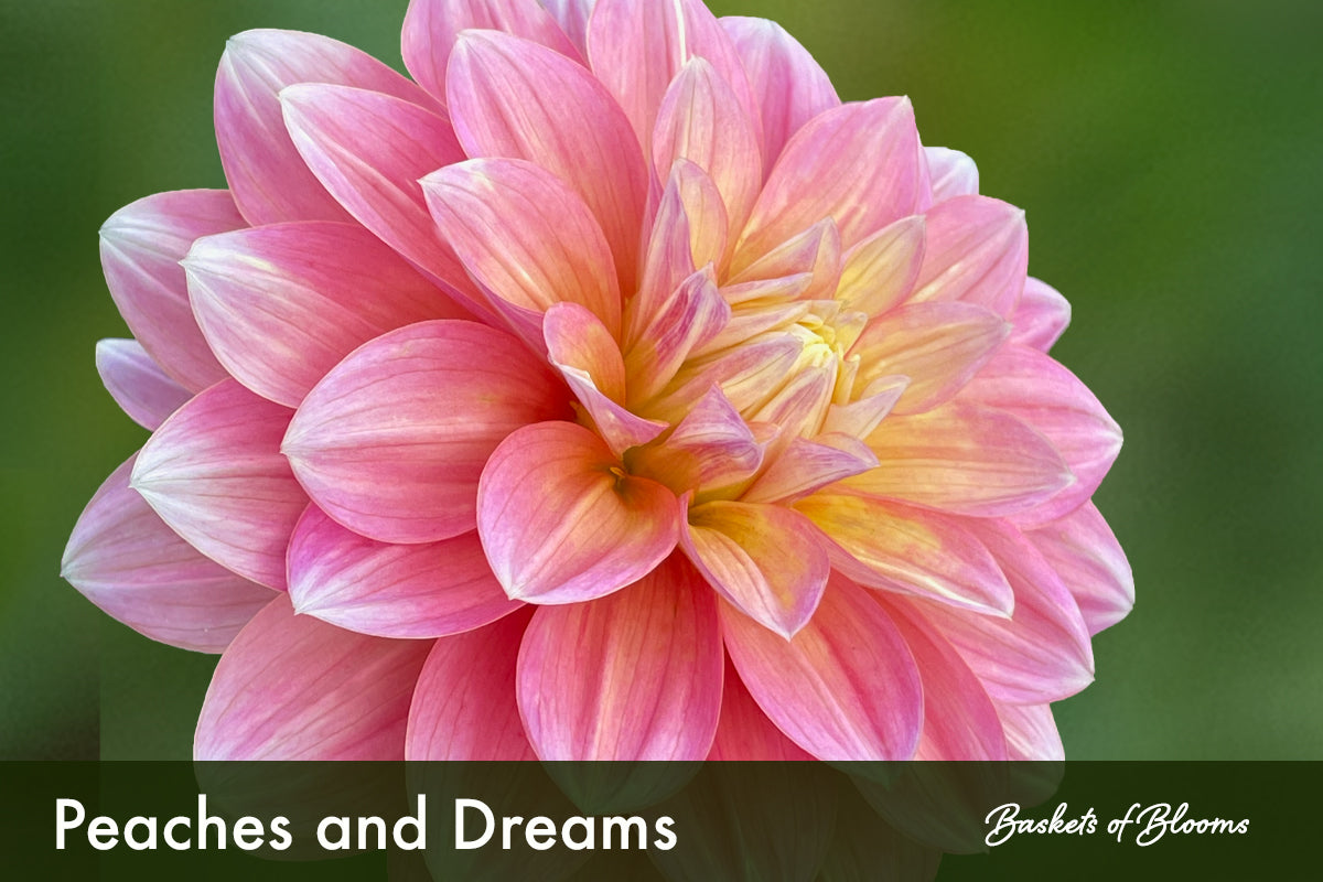 Peaches and Dreams, dahlia tuber