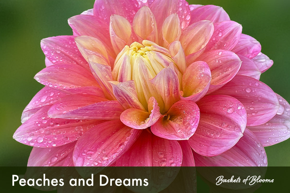 Peaches and Dreams, dahlia tuber