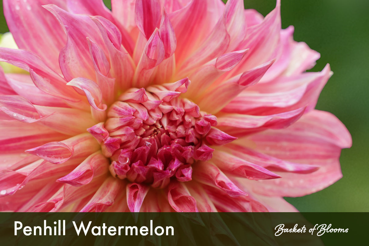 Penhill Watermelon, dahlia tuber