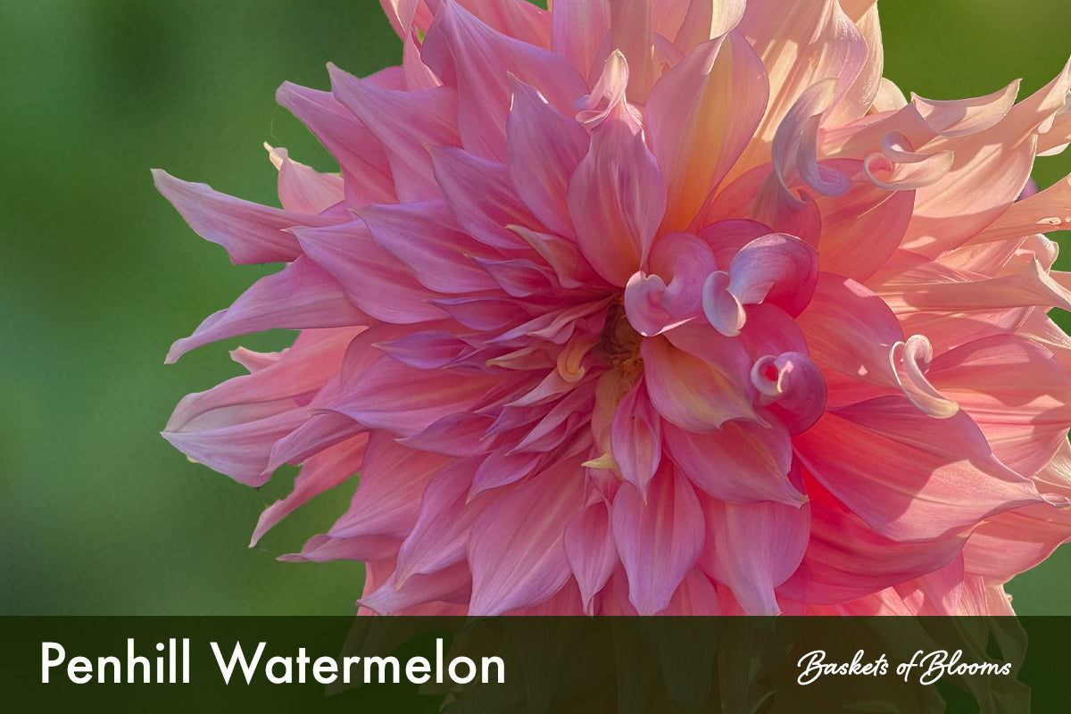 Penhill Watermelon, dahlia tuber