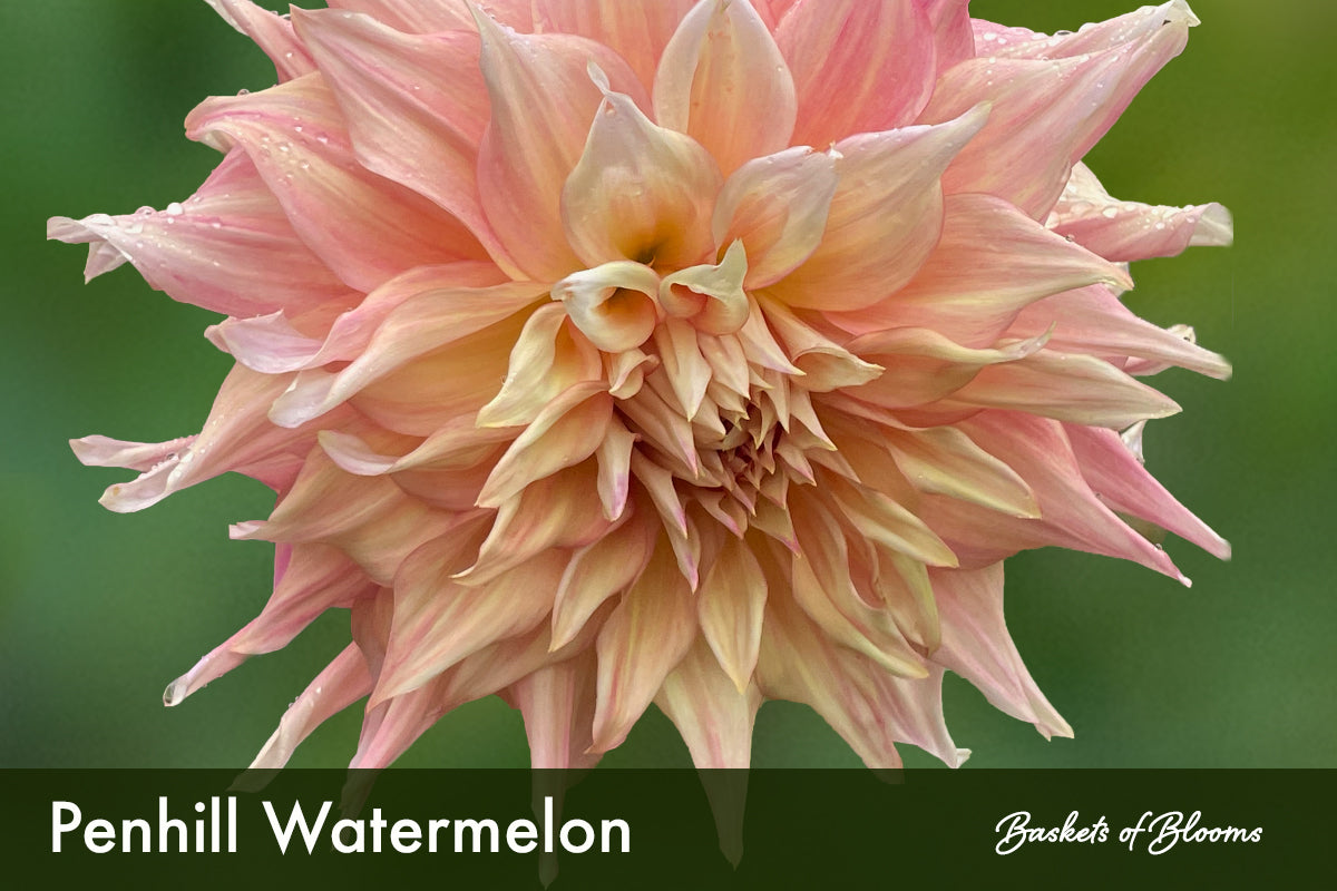 Penhill Watermelon, dahlia tuber