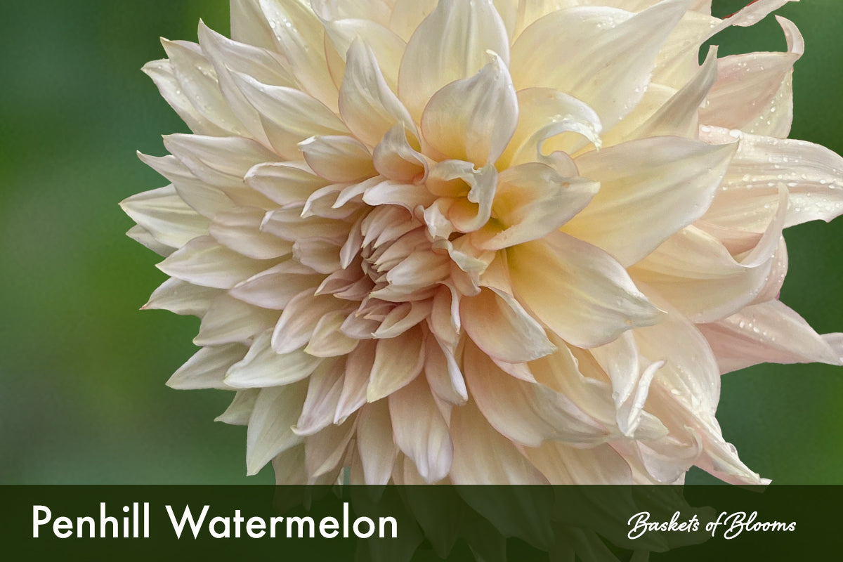 Penhill Watermelon, dahlia tuber