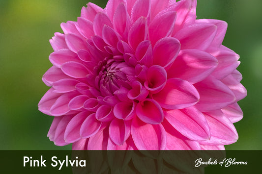Pink Sylvia, dahlia tuber