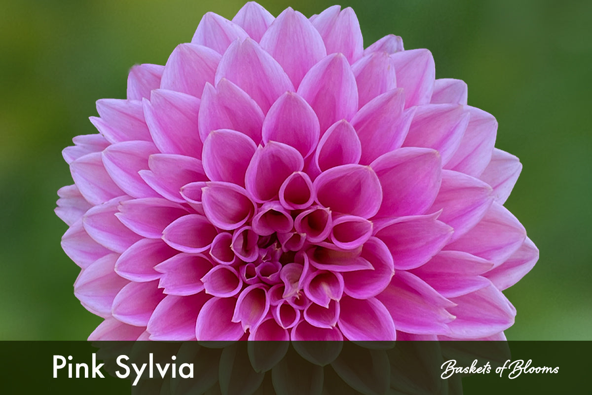 Pink Sylvia, dahlia tuber