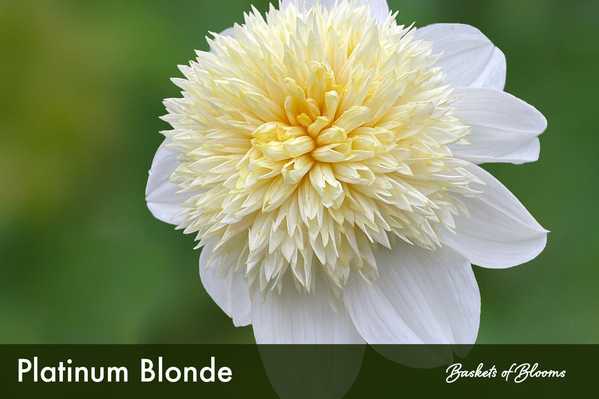 Platinum Blonde, dahlia tuber