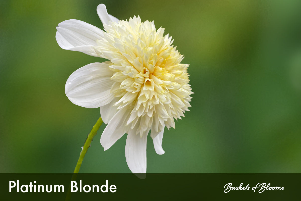 Platinum Blonde, dahlia tuber