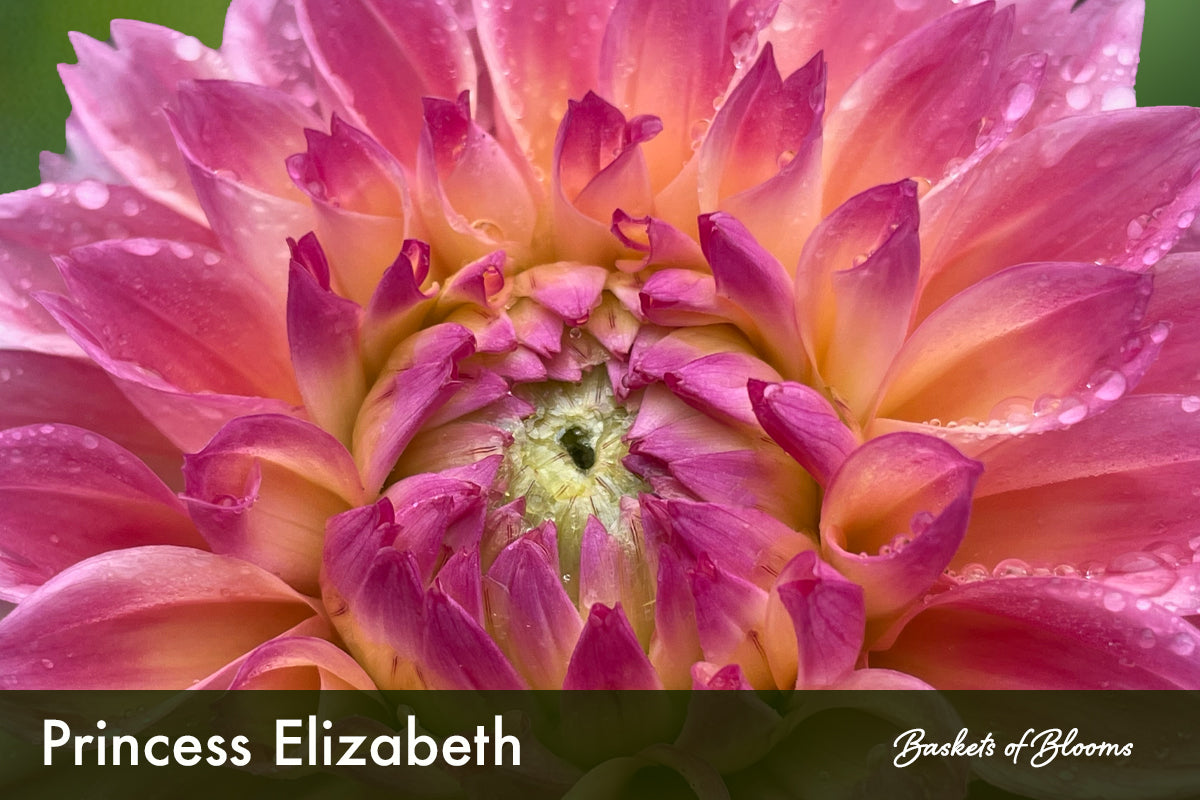 Princess Elizabeth, dahlia tuber