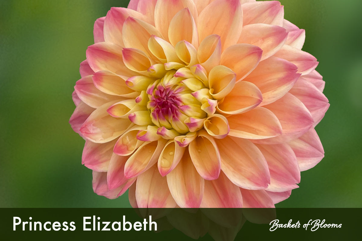 Princess Elizabeth, dahlia tuber