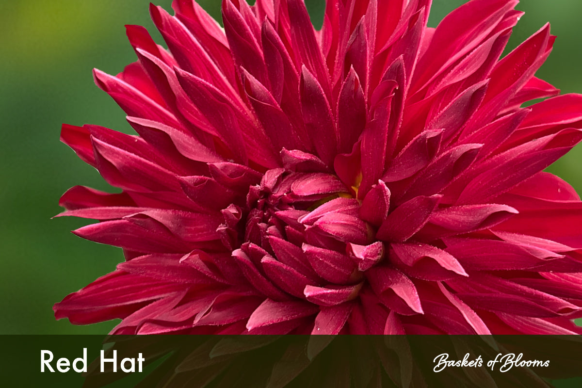 Red Hat, dahlia tuber