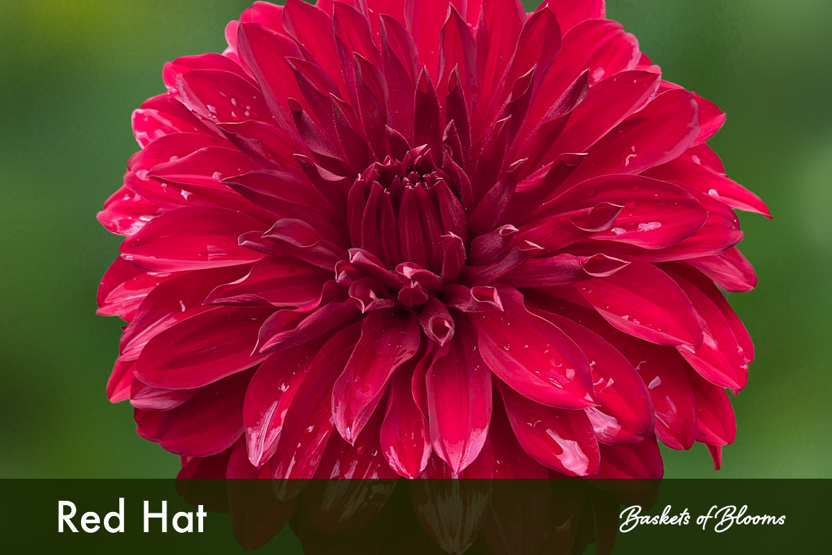 Red Hat, dahlia tuber