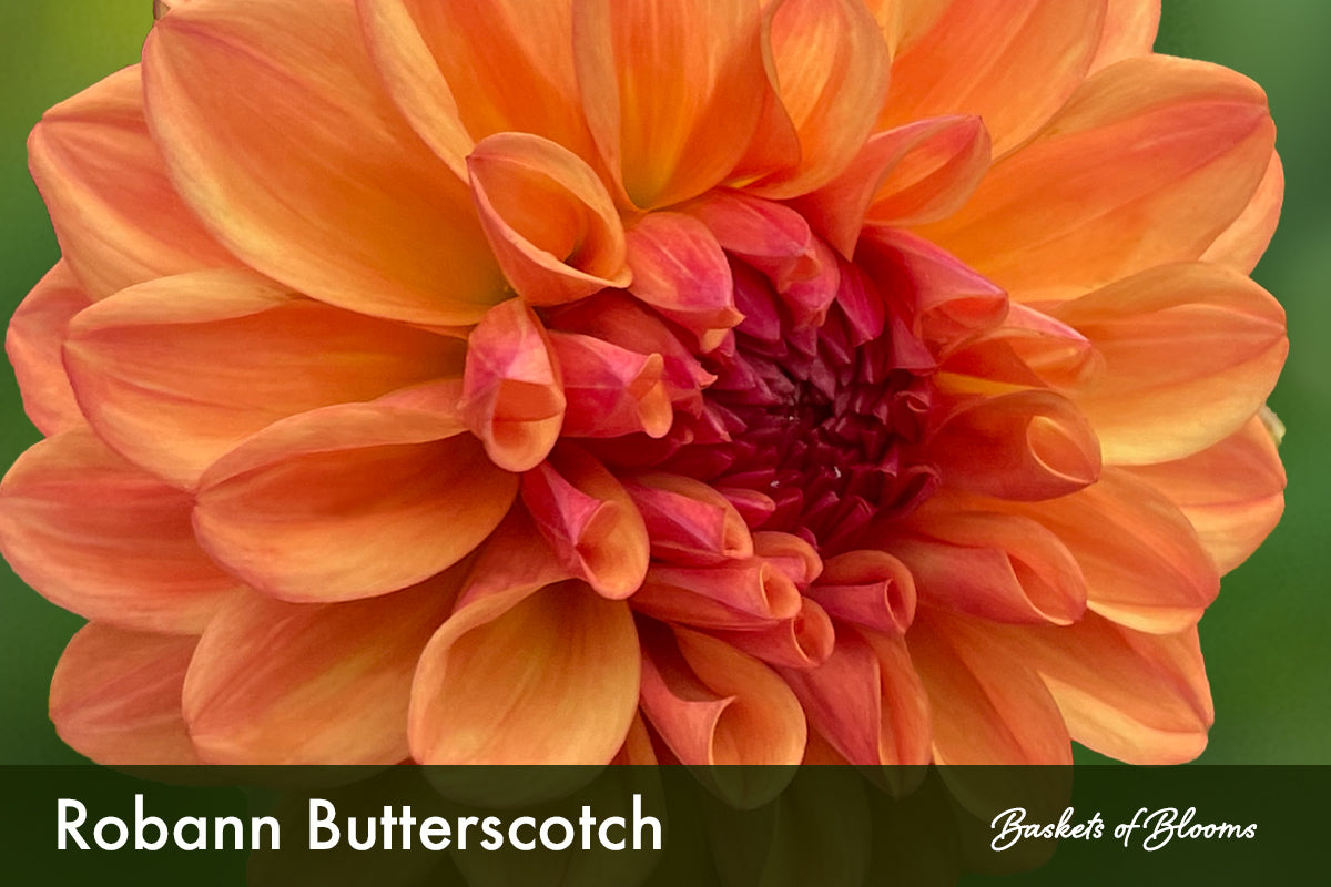 Robann Butterscotch, dahlia tuber