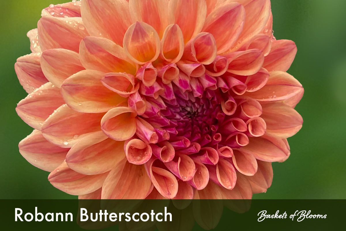 Robann Butterscotch, dahlia tuber