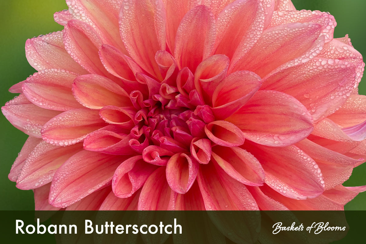 Robann Butterscotch, dahlia tuber