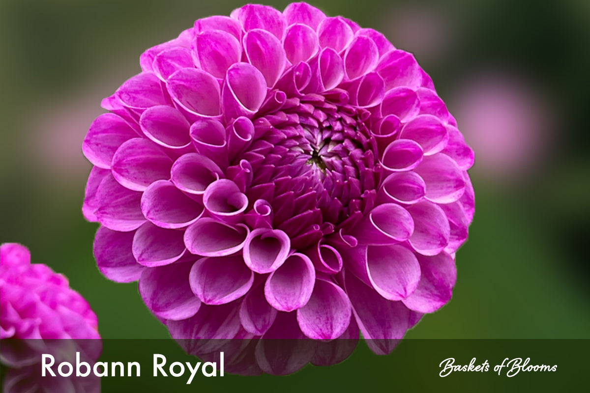 Robann Royal, dahlia tuber