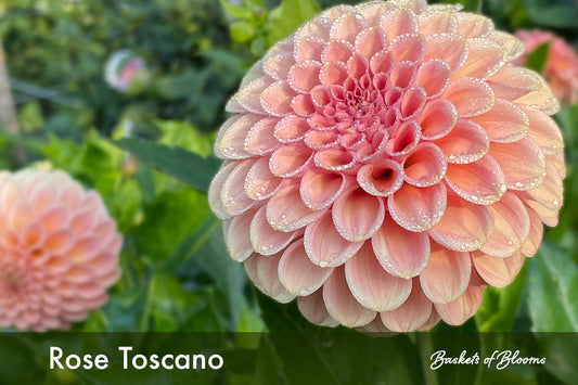 Rose Toscano, dahlia tuber