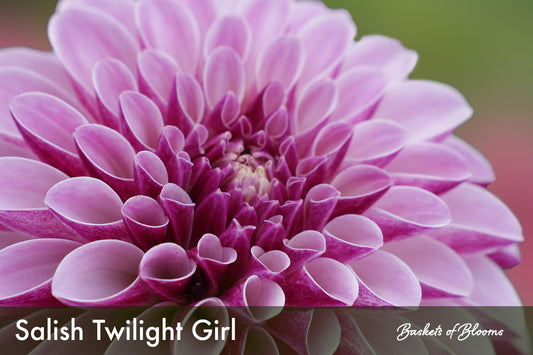 Salish Twilight Girl Dahlia (ROOTED plant)