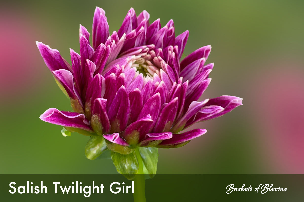 Salish Twilight Girl Dahlia (ROOTED plant)