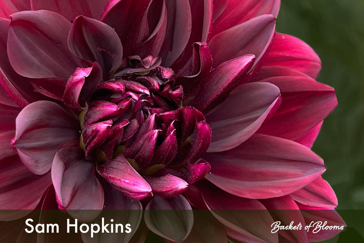 Sam Hopkins, dahlia tuber