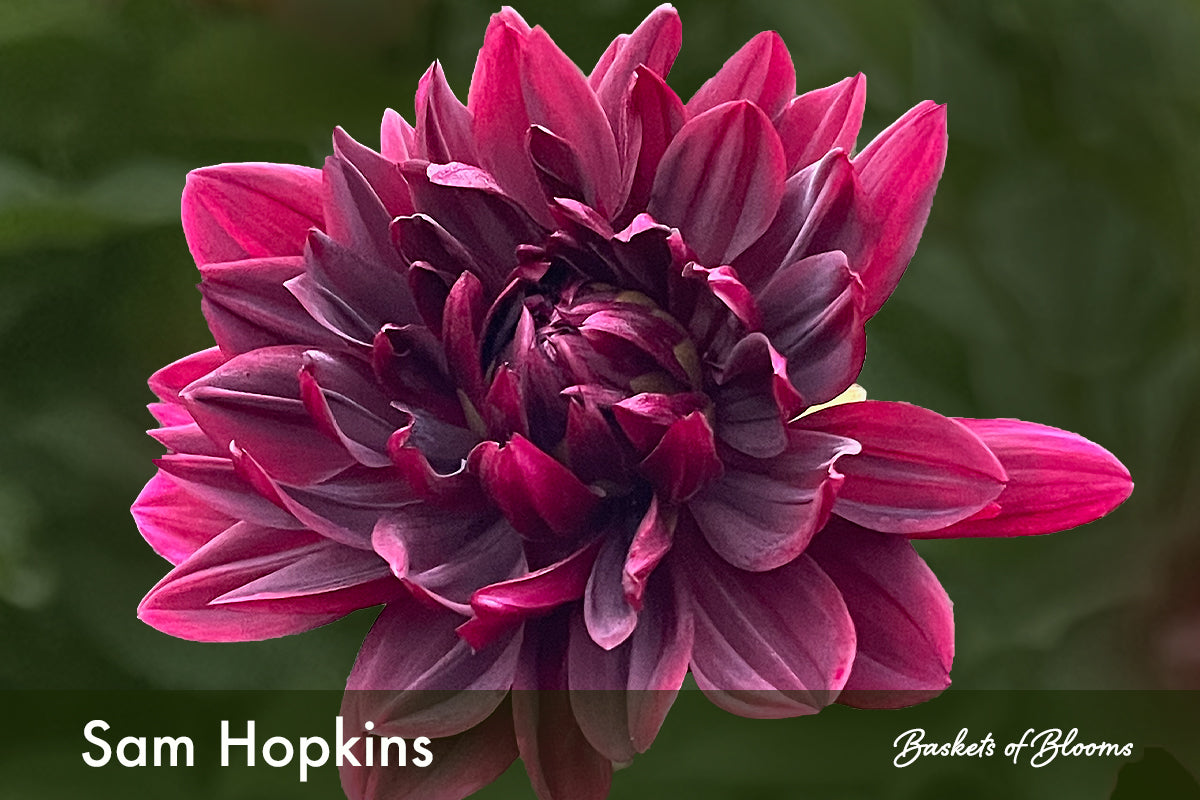 Sam Hopkins, dahlia tuber