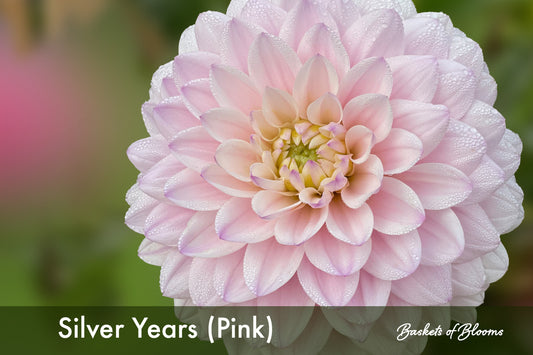 Silver Years (pink), dahlia tuber