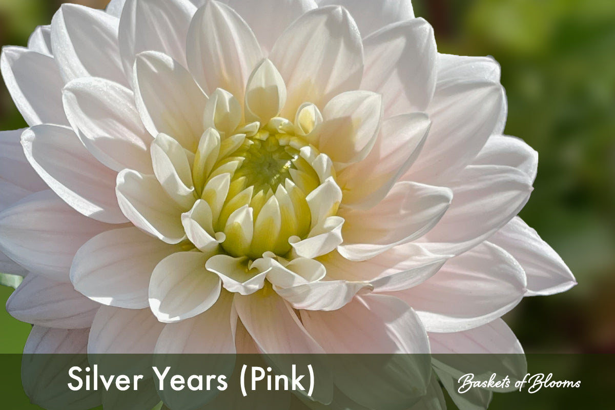 Silver Years (pink), dahlia tuber