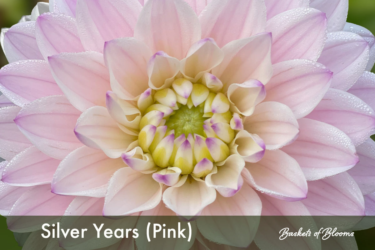 Silver Years (pink), dahlia tuber