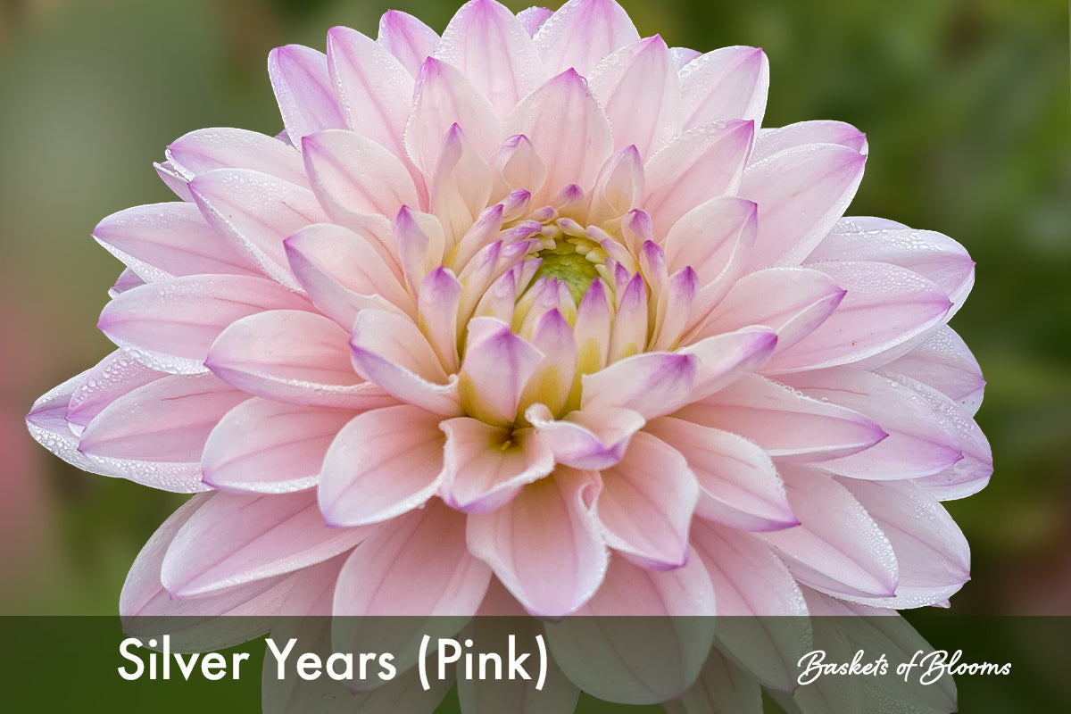 Silver Years (pink), dahlia tuber