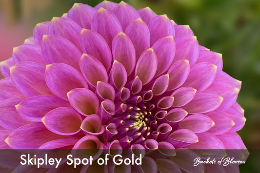 Skipley Spot of Gold, dahlia tuber