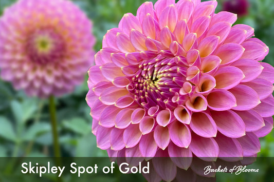 Skipley Spot of Gold Dahlia (ROOTED plant)
