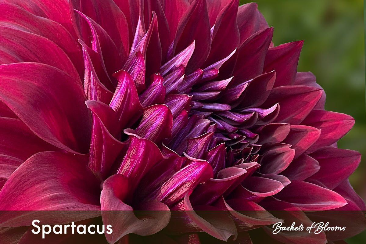 Spartacus, dahlia tuber