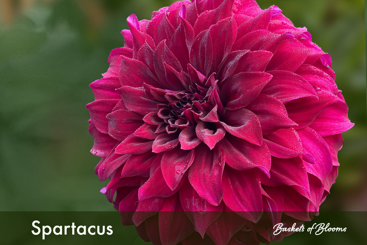 Spartacus, dahlia tuber