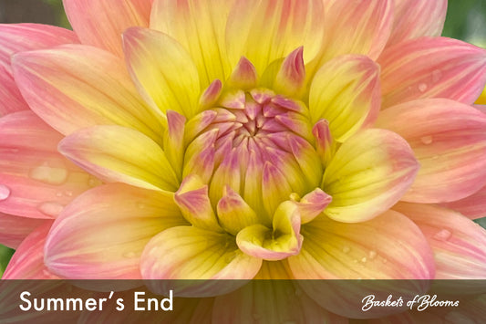 Summer's End, dahlia tuber