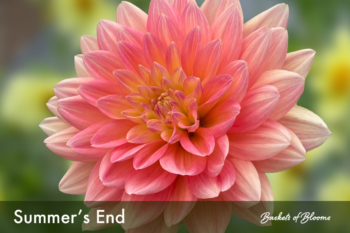 Summer's End, dahlia tuber