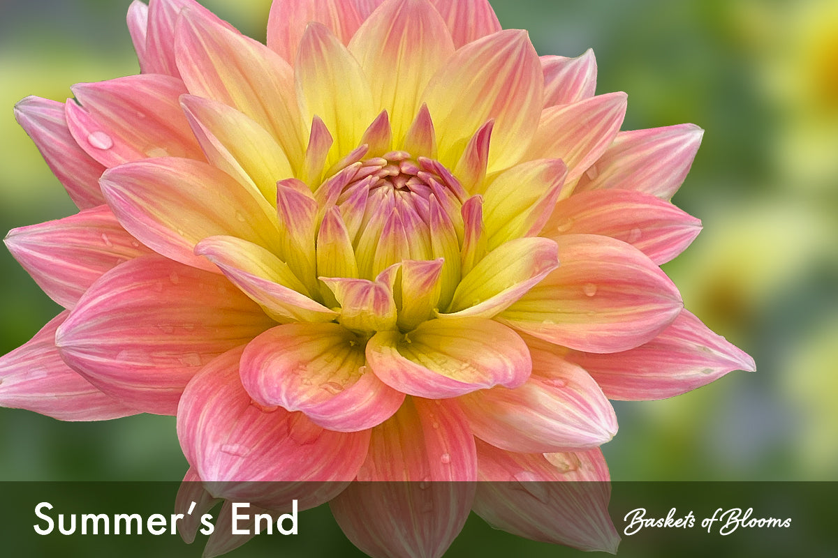 Summer's End, dahlia tuber