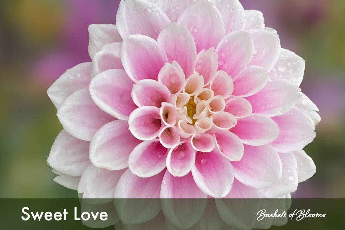 Sweet Love, dahlia tuber