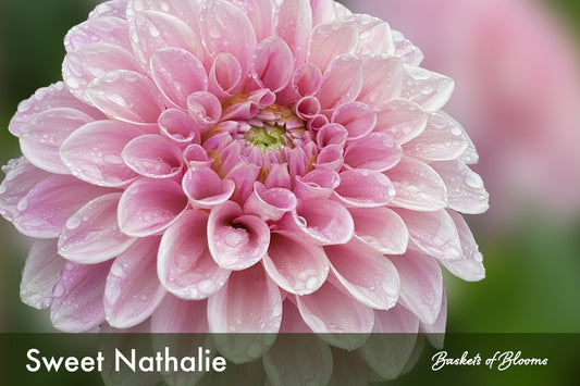Sweet Nathalie, dahlia tuber