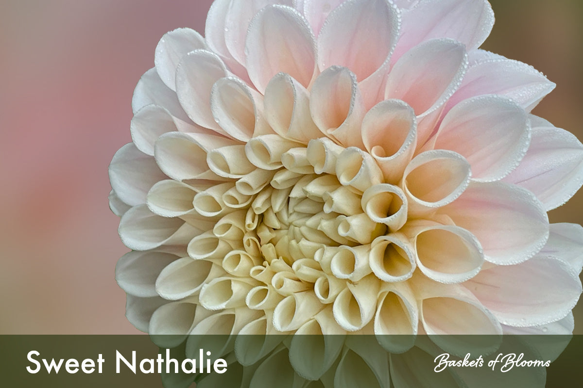 Sweet Nathalie, dahlia tuber