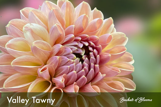 Valley Tawny, dahlia tuber