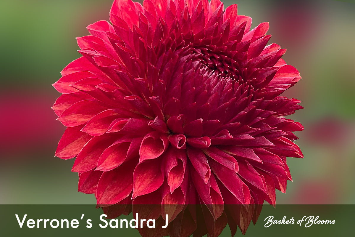 Verrone's Sandra J, dahlia tuber