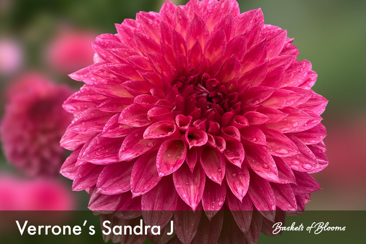 Verrone's Sandra J, dahlia tuber