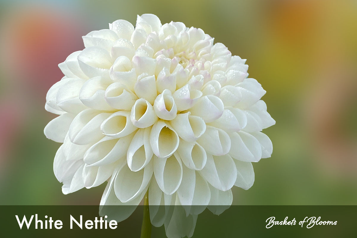 White Nettie, dahlia tuber