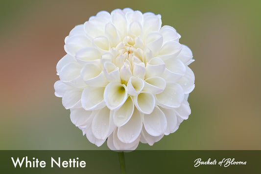 White Nettie, dahlia tuber