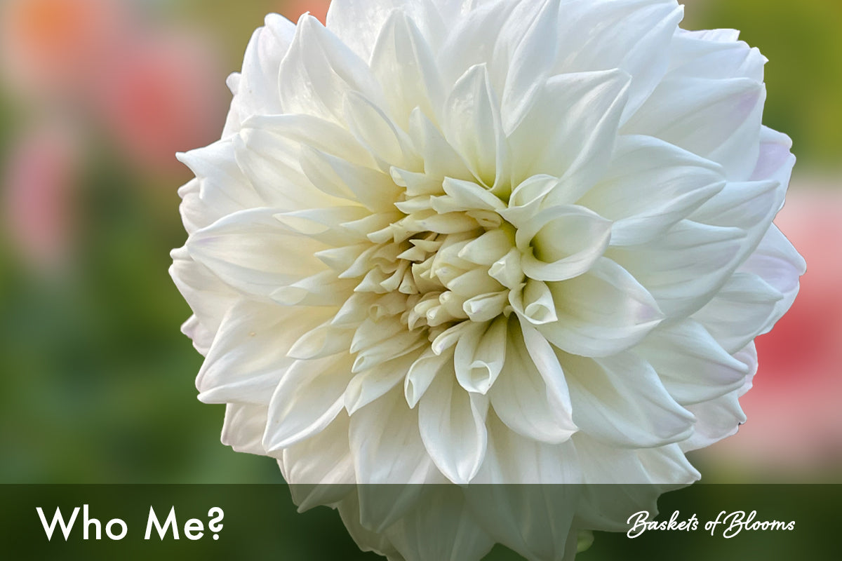 Who Me?, dahlia tuber