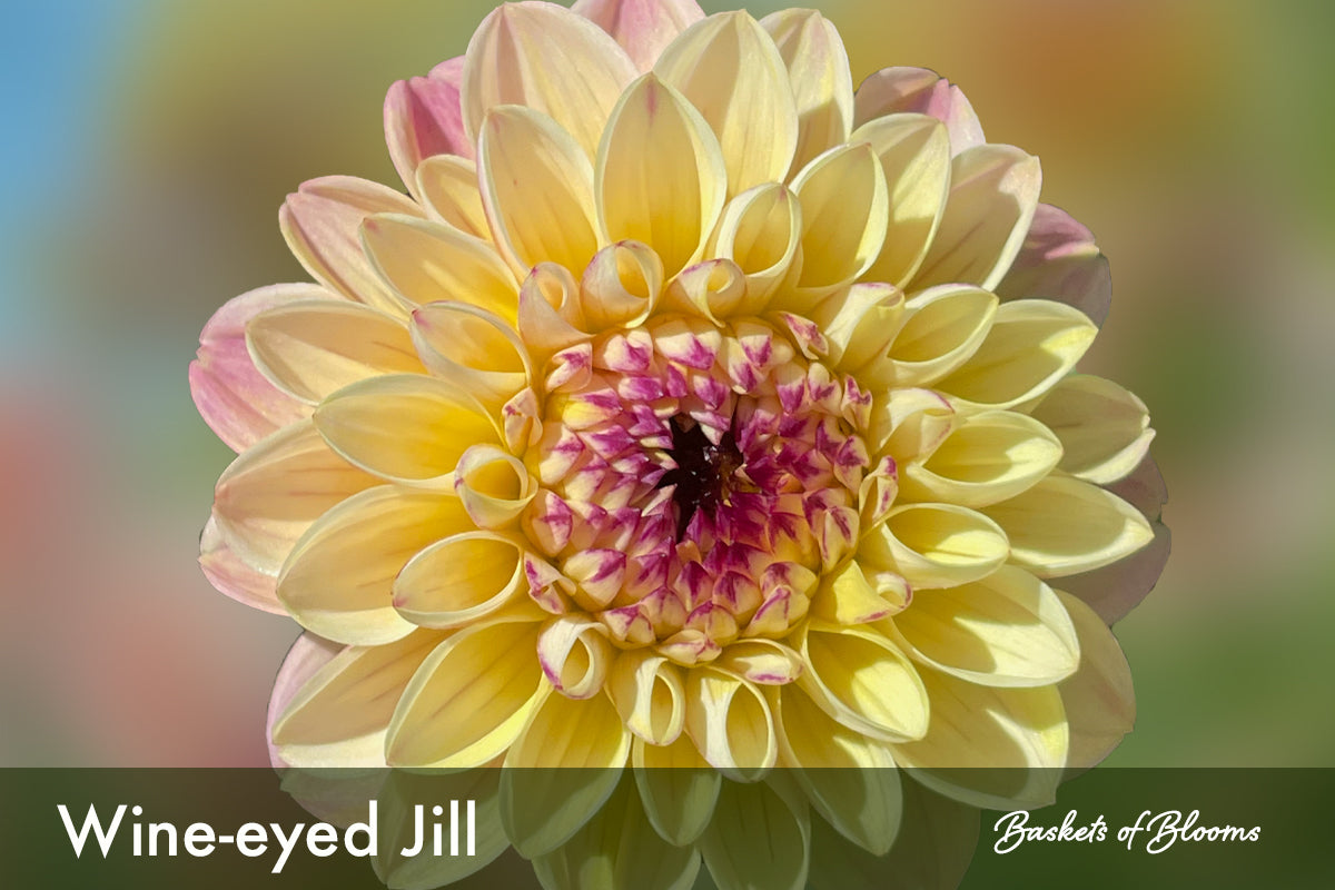 Wine-eyed Jill, dahlia tuber