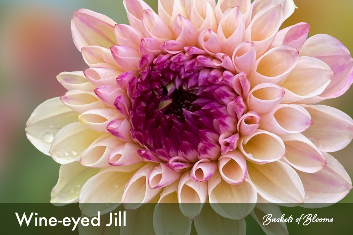 Wine-eyed Jill, dahlia tuber