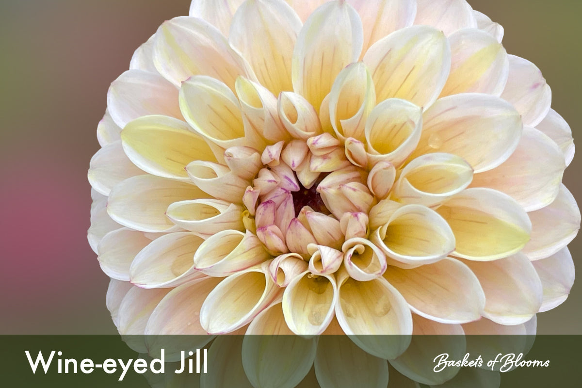 Wine-eyed Jill, dahlia tuber