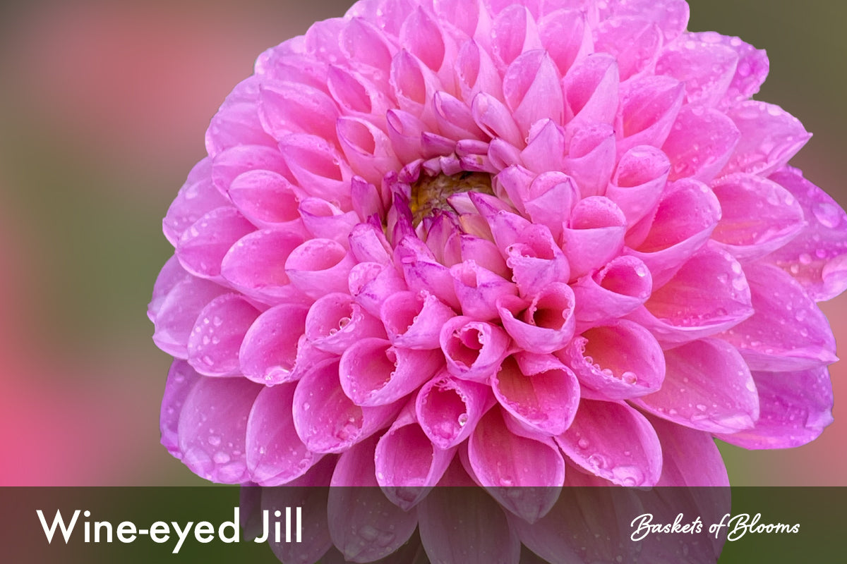 Wine-eyed Jill, dahlia tuber